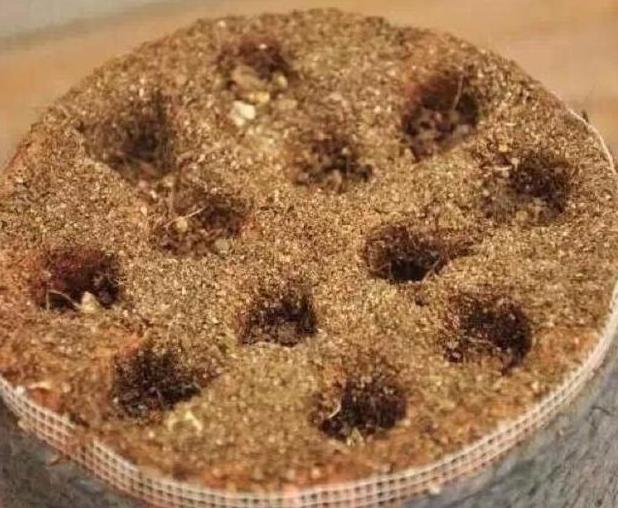 养残的多肉别扔了,养多肉不就是搬来搬去么