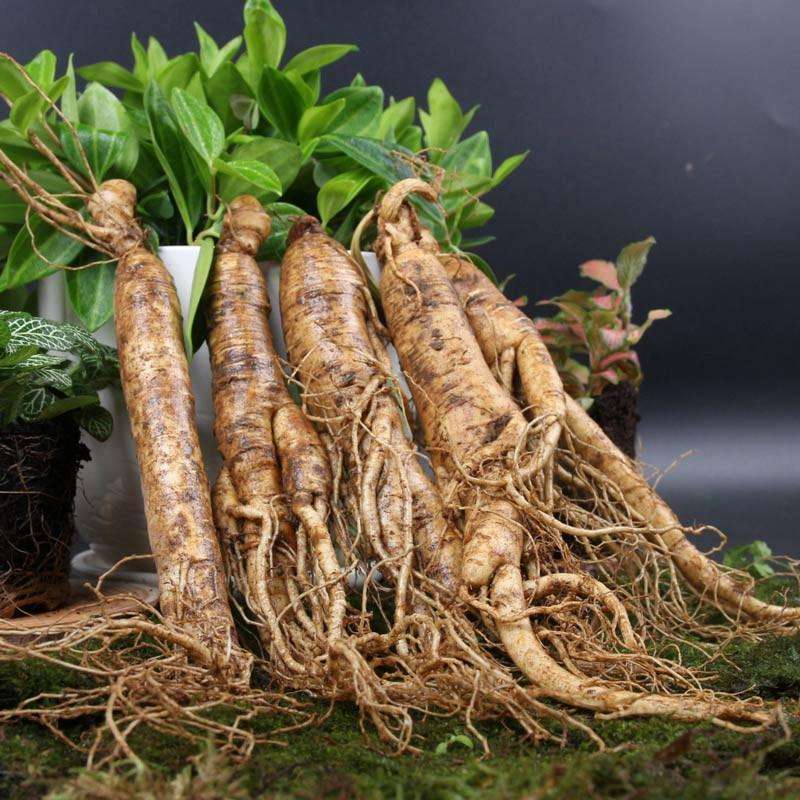 百草之王人参鲜参,人参百草之王大概多少钱一支