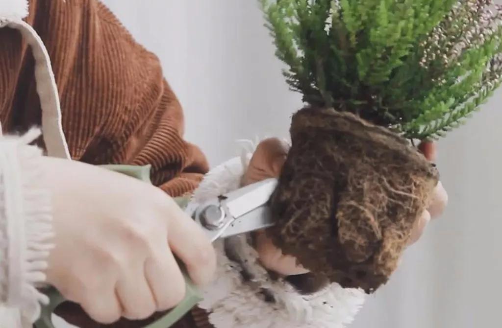 挪威石楠花,挪威国花帚石楠