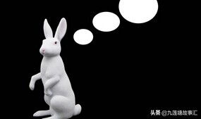 站立的小兔心理,写兔子的随笔