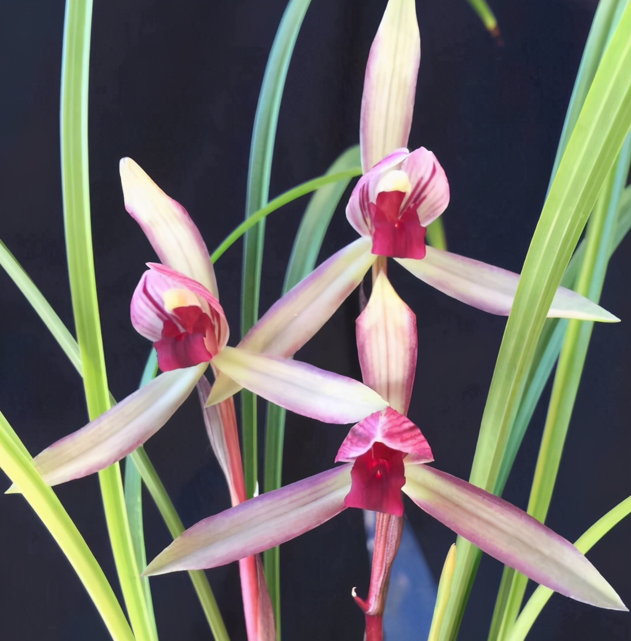 好养又好看又香又便宜的兰花品种,好养又好看又便宜又香的兰花品种