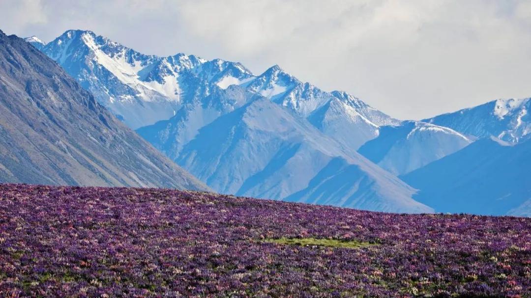 新西兰鲁冰花最新视频,新西兰野生鲁冰花