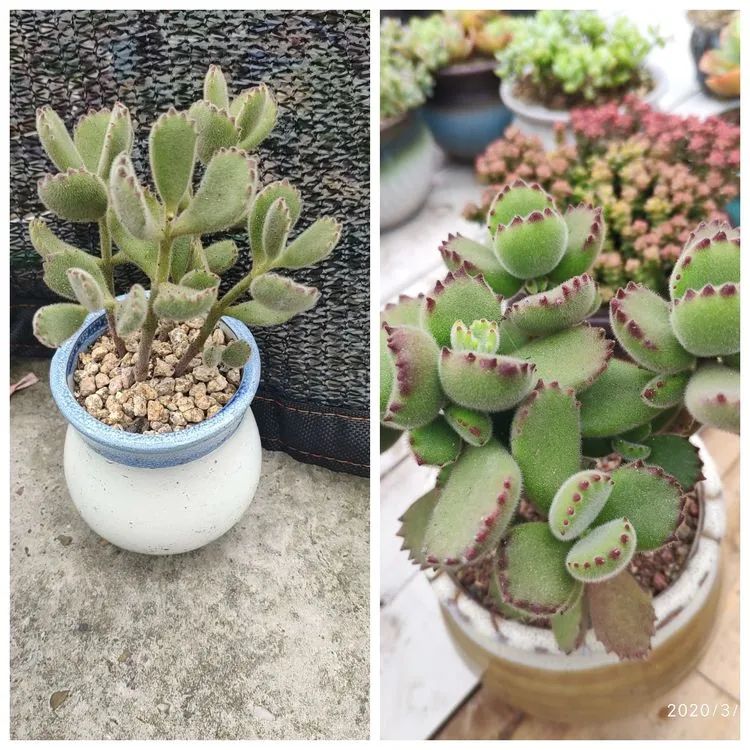 多肉不适合新手养,多肉入坑到什么程度好
