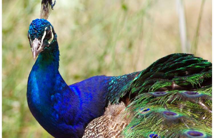 世界上十二种颜色华丽的动物,令人惊艳的17种动物绝对罕见