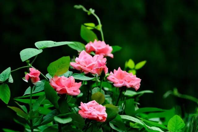 全国各个城市的市花一览表,十大城市的市花