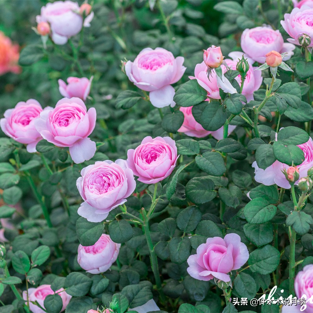 为啥网上买的月季花很难成活,为什么买的月季花养不活