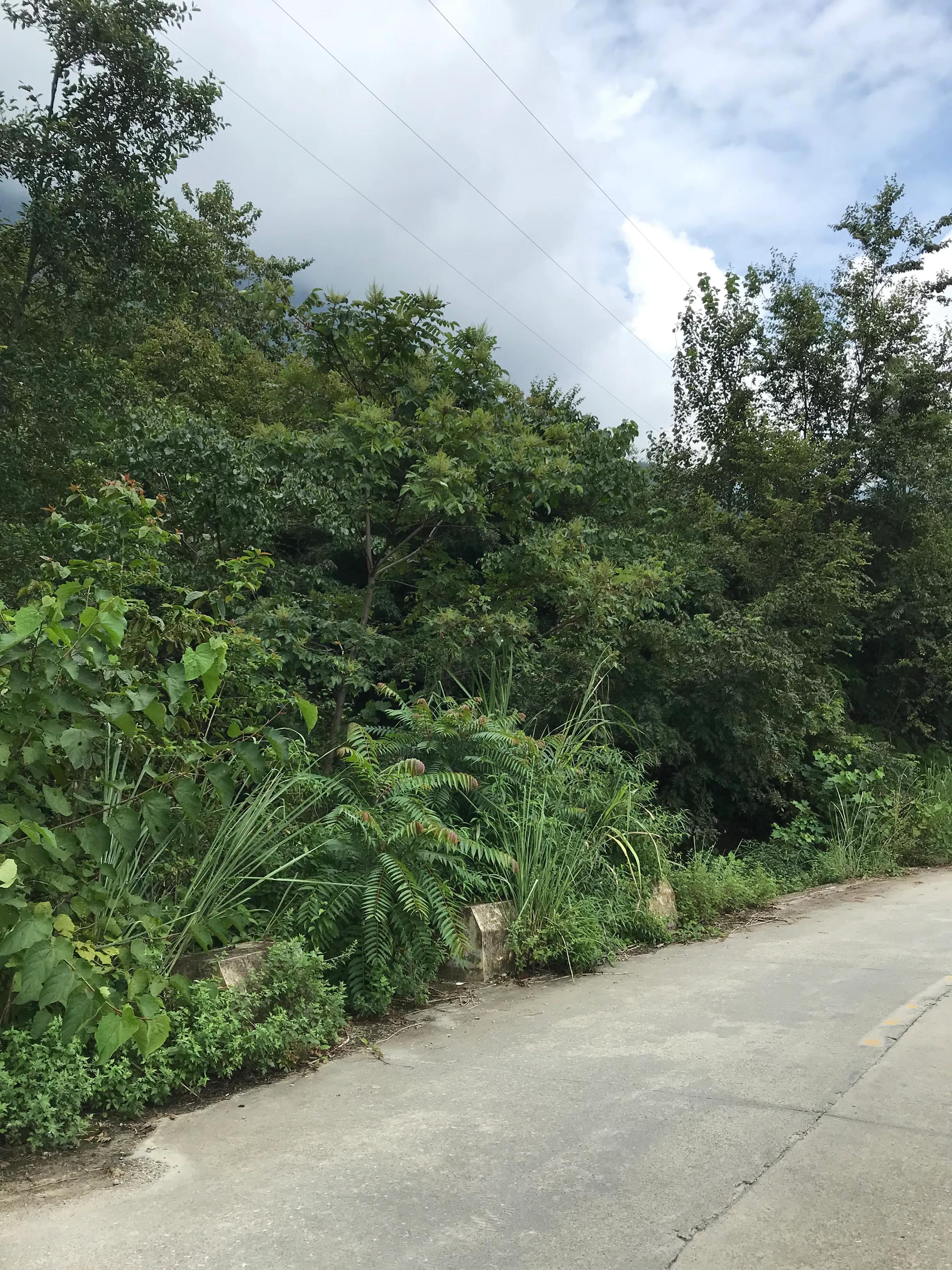 山远近路横斜读音,山远近路横斜青旗沽酒有人家意思