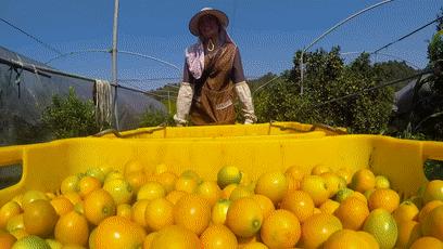 冰糖心金桔独立包装,冰糖心苹果顺丰包邮