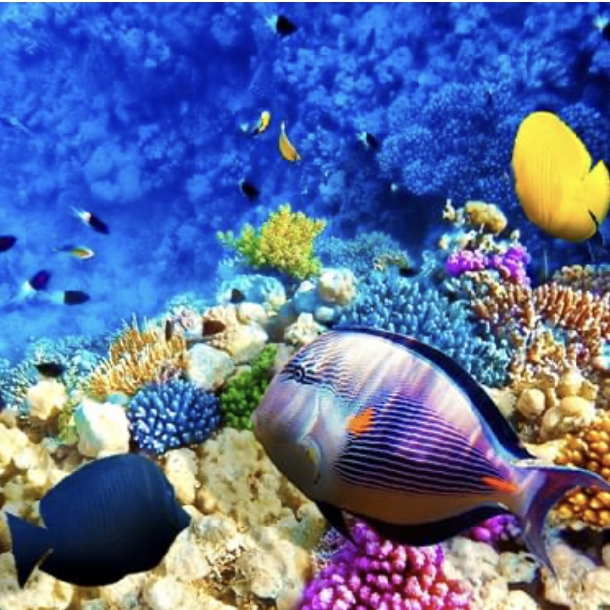 马尔代夫沙屋一价全包,马尔代夫柏典岛一价全包