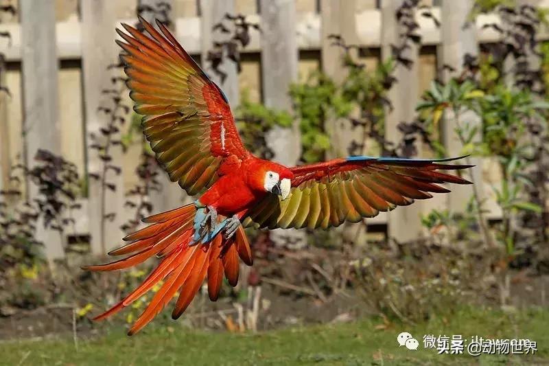 飞翔的彩虹鸟,飞翔的鹦鹉绿幕素材