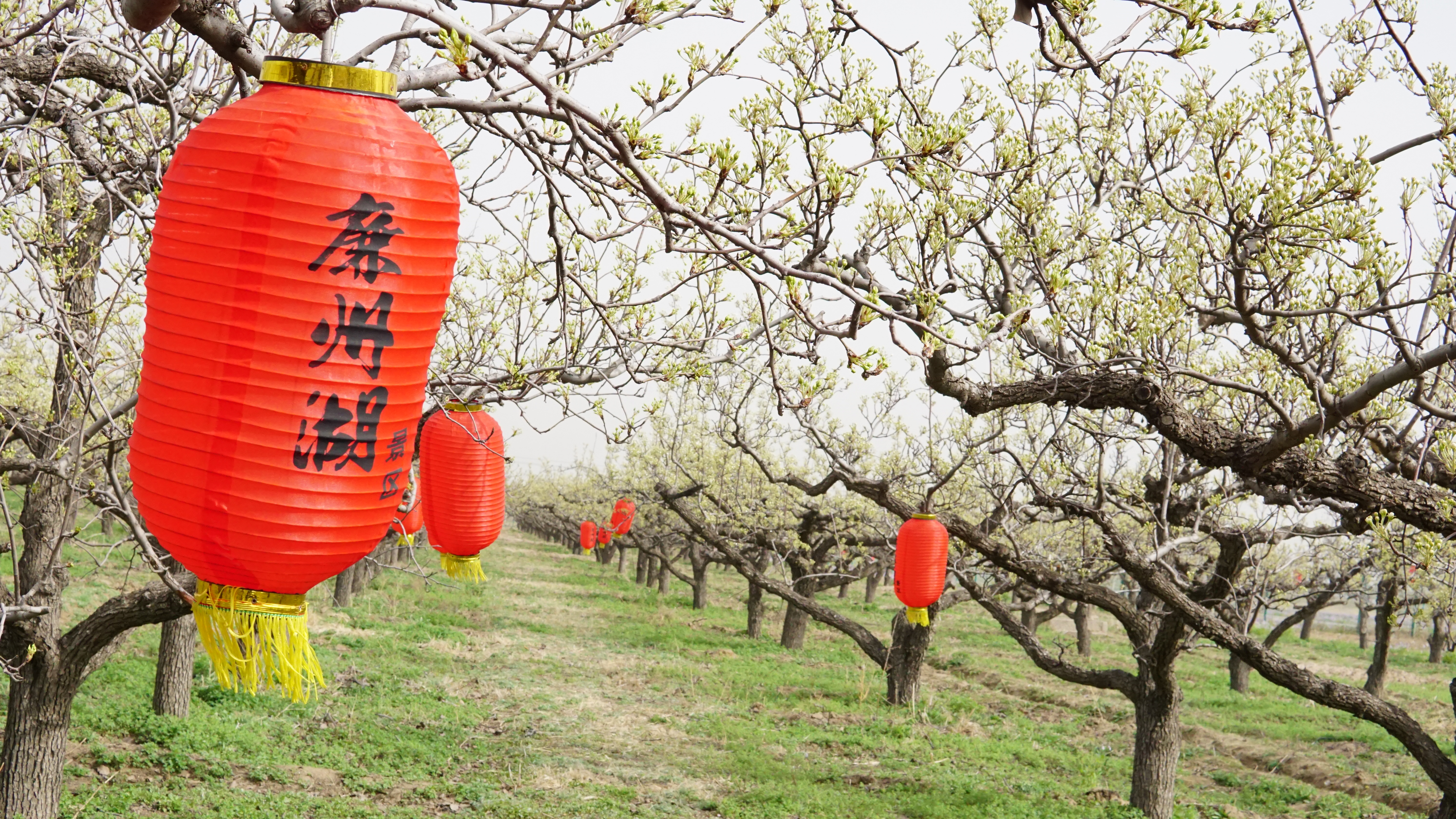 藁城廉州湖首届梨花风筝节,藁城廉州湖梨花节庙会