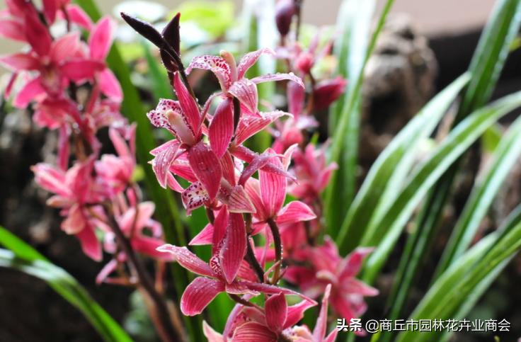 一年四季开花的名贵兰花品种,全年四季最奇香的兰花品种有哪些