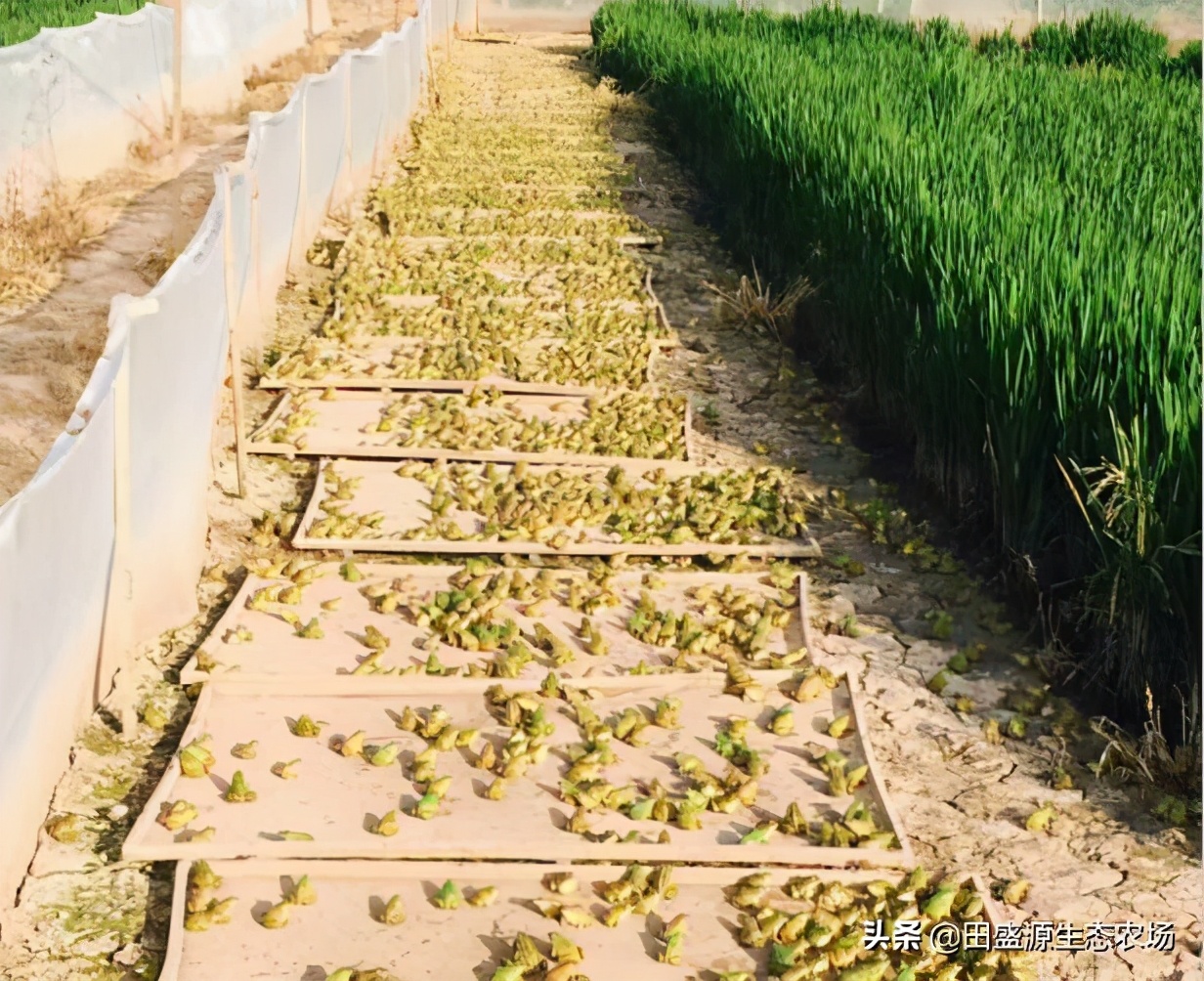 特种养殖和中药材种植怎么选?农村创业的致富经