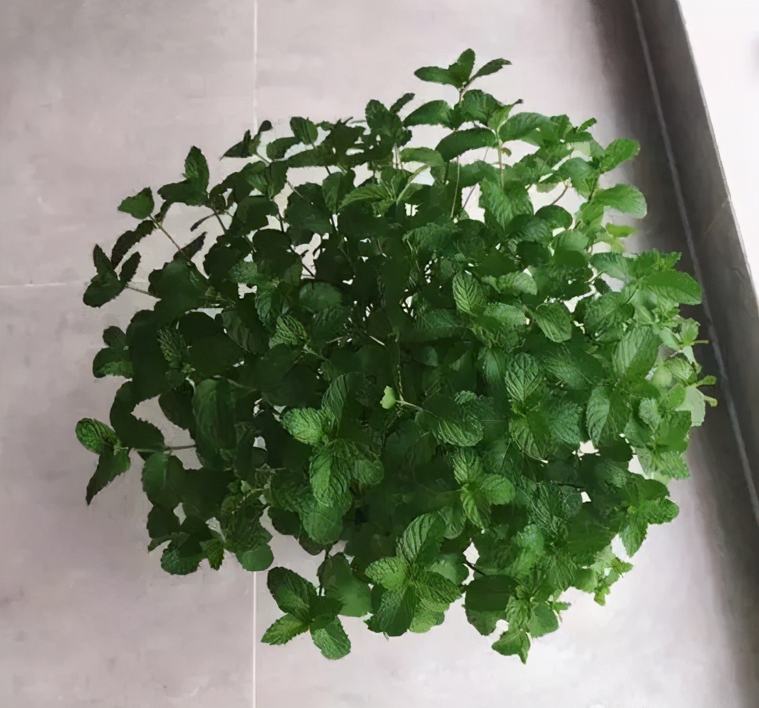 薄荷没香气，“三动作”虐一虐，憋嫩芽冒白根，清香宜人小半年