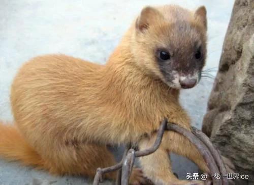 黄鼠狼全身都是宝为啥没人敢养,黄鼠狼浑身是宝为什么没人养