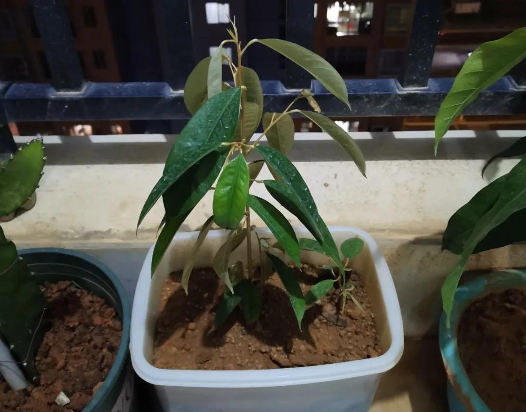 芒果核种芒果的过程,菠萝芒果核种植视频