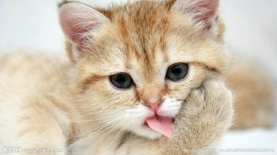 幼猫猫粮钙磷比多少最好,猫粮最佳钙磷比