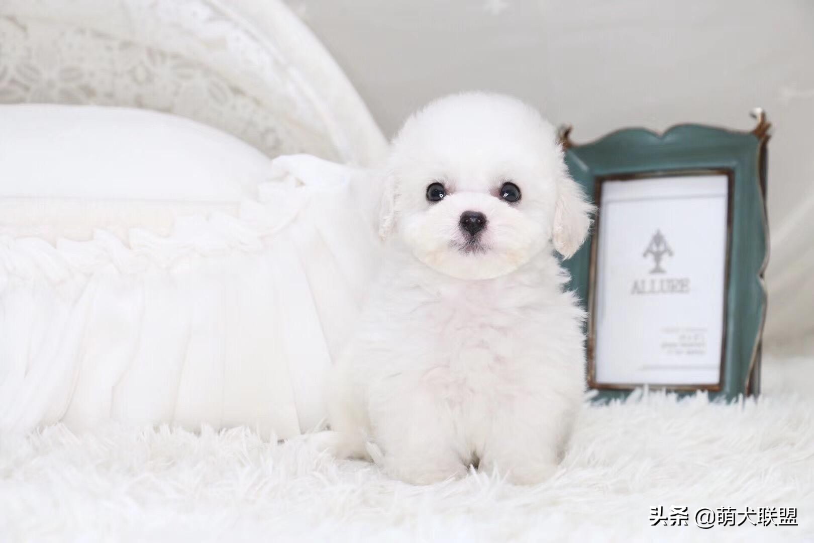 安静不爱叫的狗狗品种,比较安静的狗狗有哪些