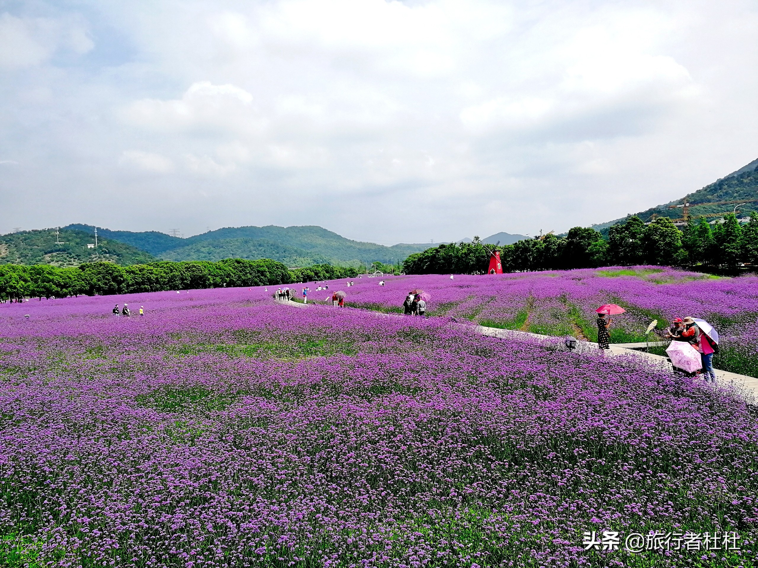 江北荪湖马鞭草花园,荪湖马鞭草花海要买票吗
