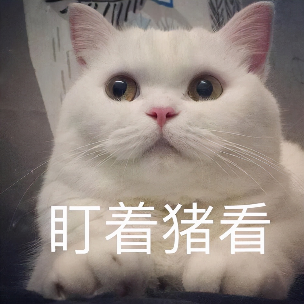 猫咪各个品种大概价格,最受欢迎的猫咪排行视频
