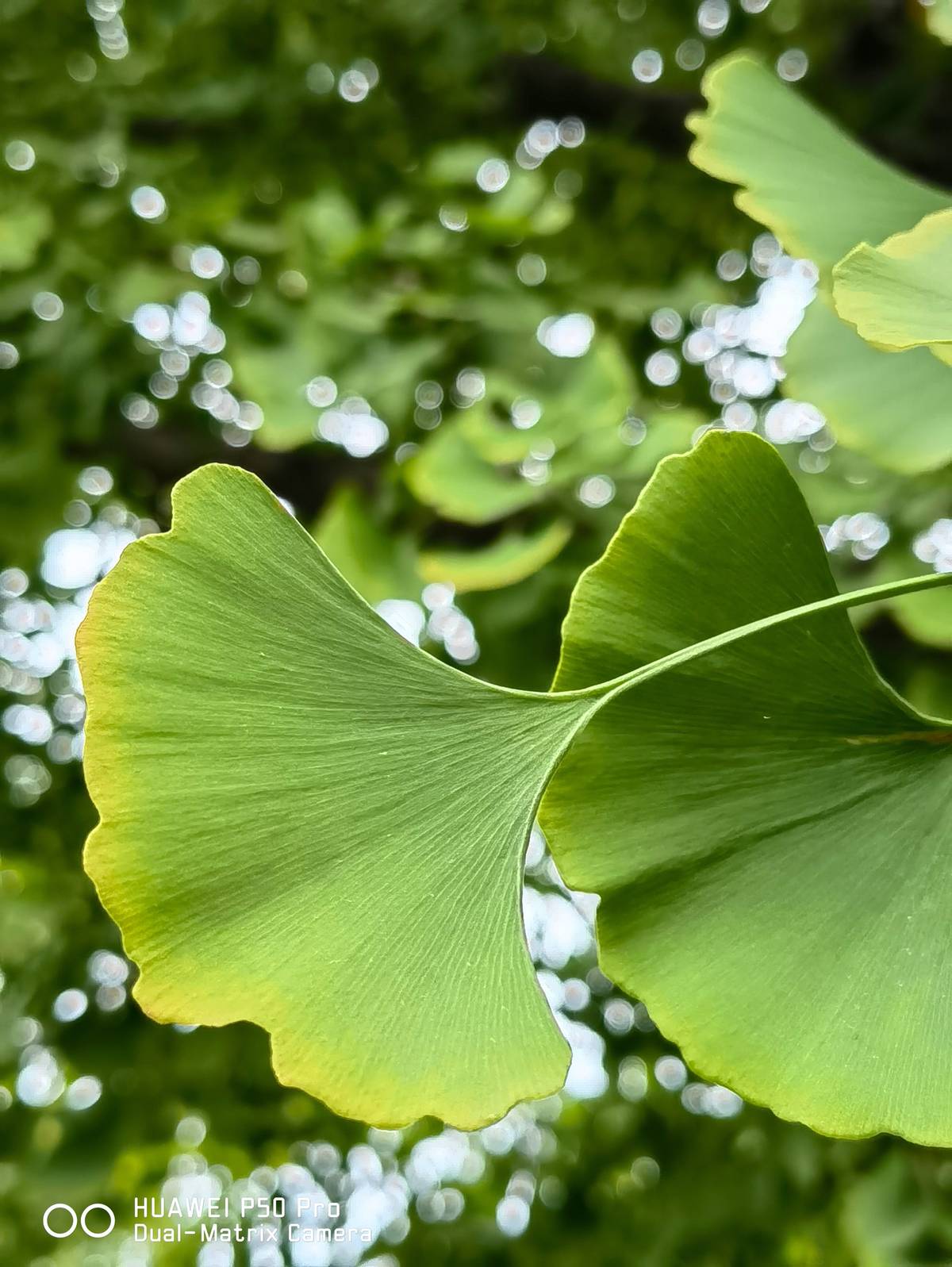 13pro拍照对比华为p50pro,华为p50pro拍照dxo评分