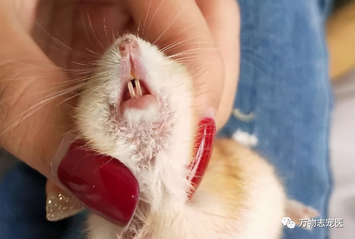 常见仓鼠疾病图片高清可爱,养仓鼠患呼吸道疾病