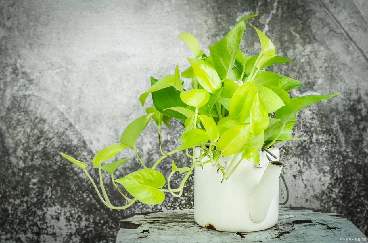 怎么养水培绿萝长得快又茂盛,懒人盆水培绿萝怎样养才能茂盛