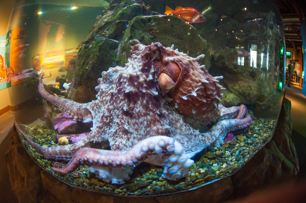 章鱼是外星生物的后人吗,章鱼是最接近外星人的生物吗