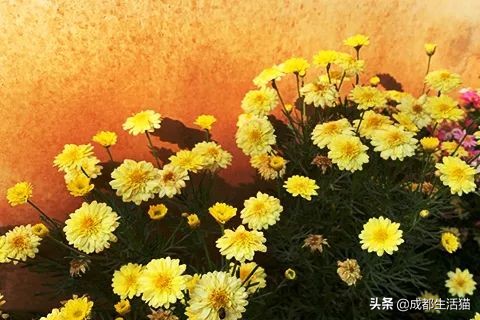 成都生孩子需要办理准生证吗,成都龙泉驿区准生证在哪里办