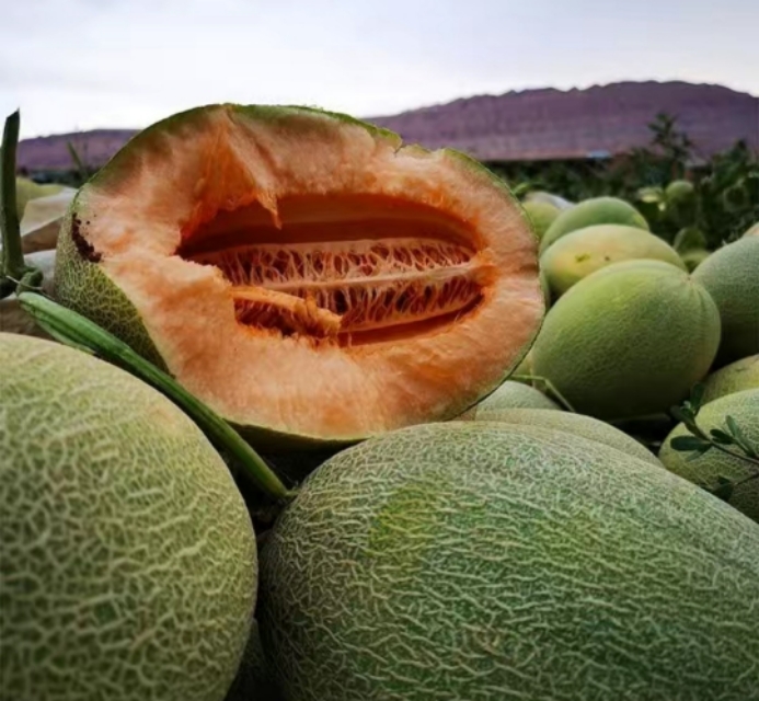 新疆吐鲁番火焰山脚下的哈密瓜,新疆葡萄沟吐鲁番的火焰山