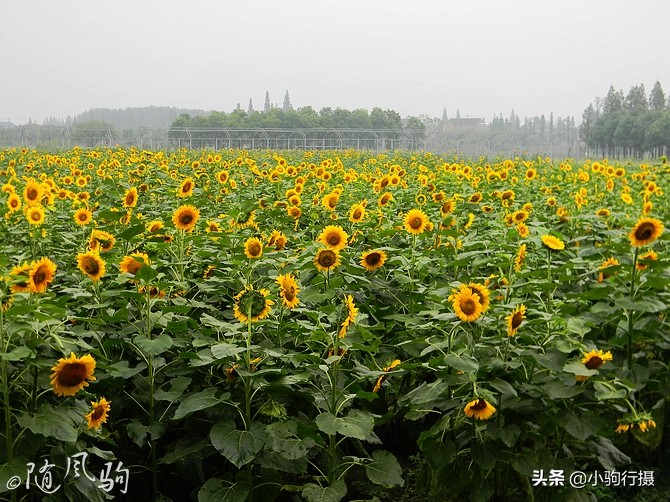 单车骑行无锡,无锡单车骑行路线