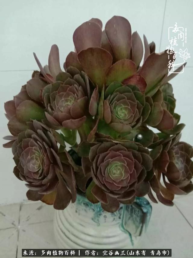 多肉最美的时光,多肉惊艳我的时光