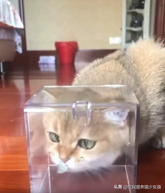 濂藉鐨勭尗鍜捇杩涚洅瀛愰噷,濂藉鐚挭閽诲叆鑽変笡宸ㄦ礊