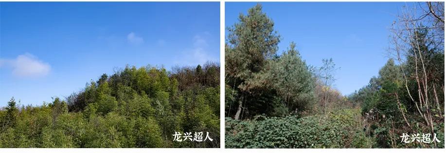 贵州的道地药材天麻,天麻属于哪里的道地药材