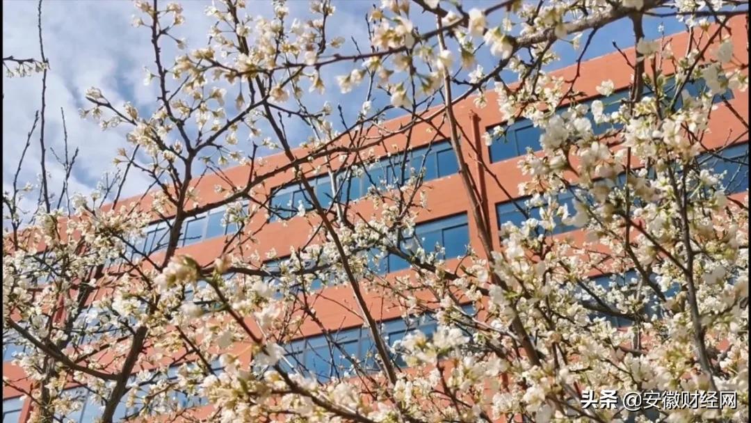 花都开好了现场完整版,花都开好了合唱合拍