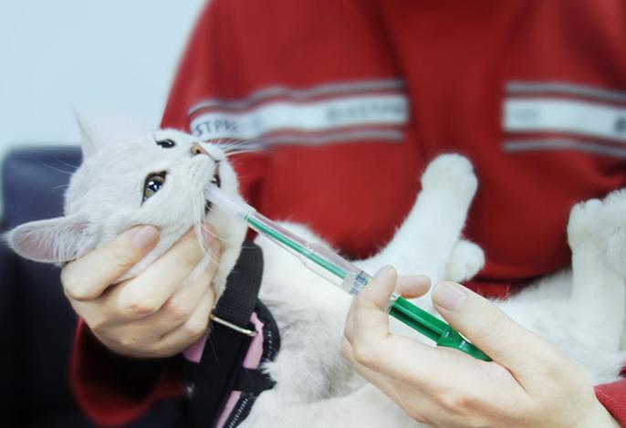 猫生病不吃药怎么喂药,猫咪生病了怎么喂药