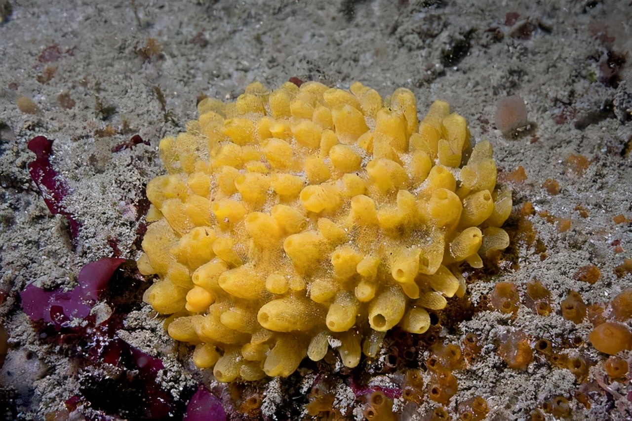 100个搞笑冷知识动物,奇葩动物冷知识你都知道哪几个