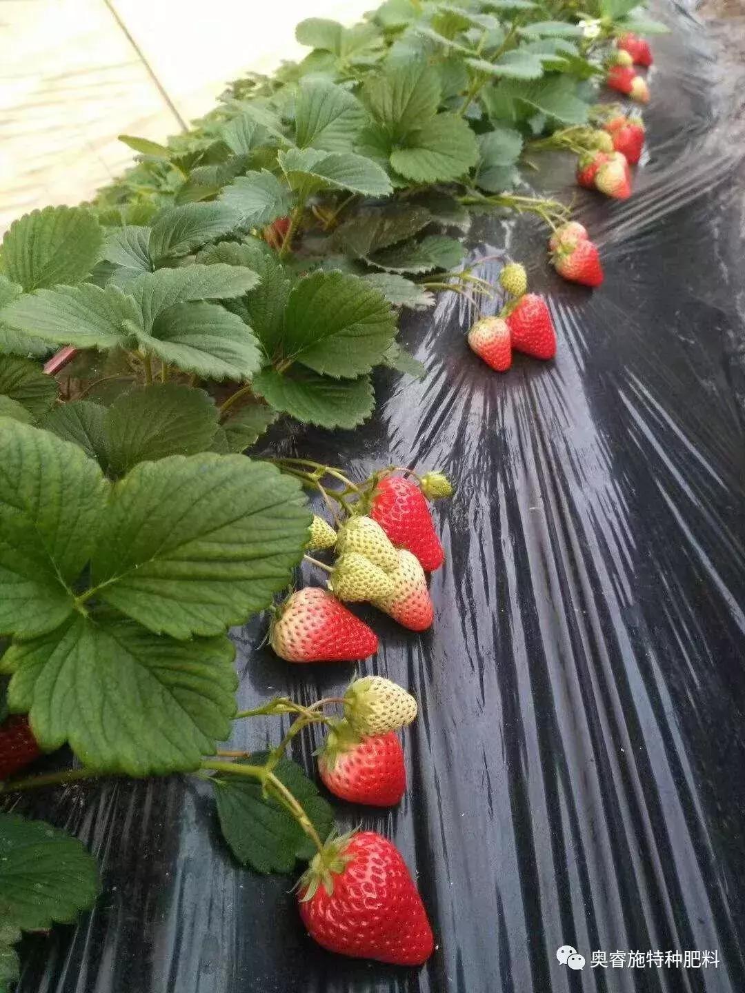 草莓大田移栽株距是多少,草莓大田育苗新技术视频