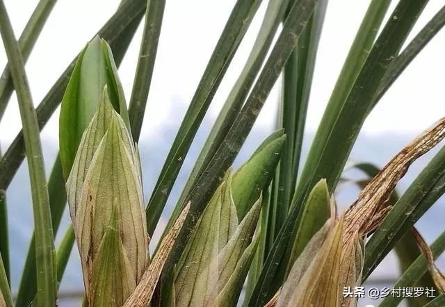 春兰从花苞到开花的过程,春兰花苞什么时候开始开花