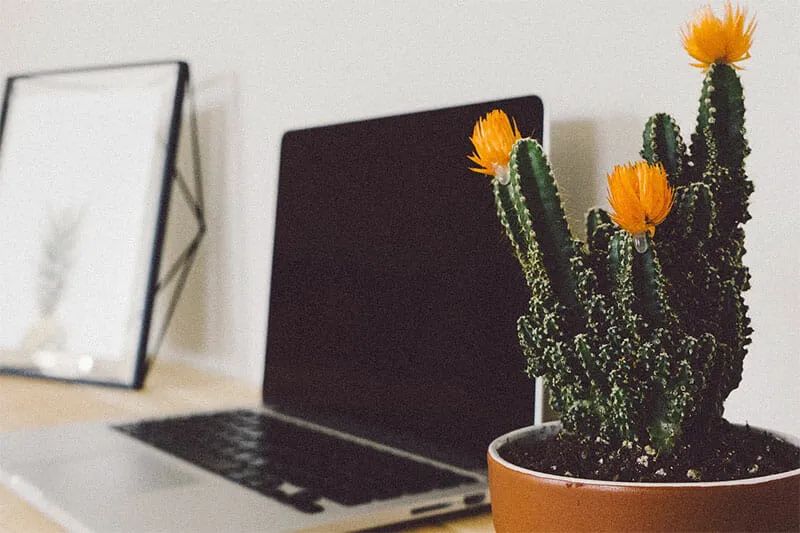 什么植物防辐射吸甲醛,防辐射吸甲醛最好植物