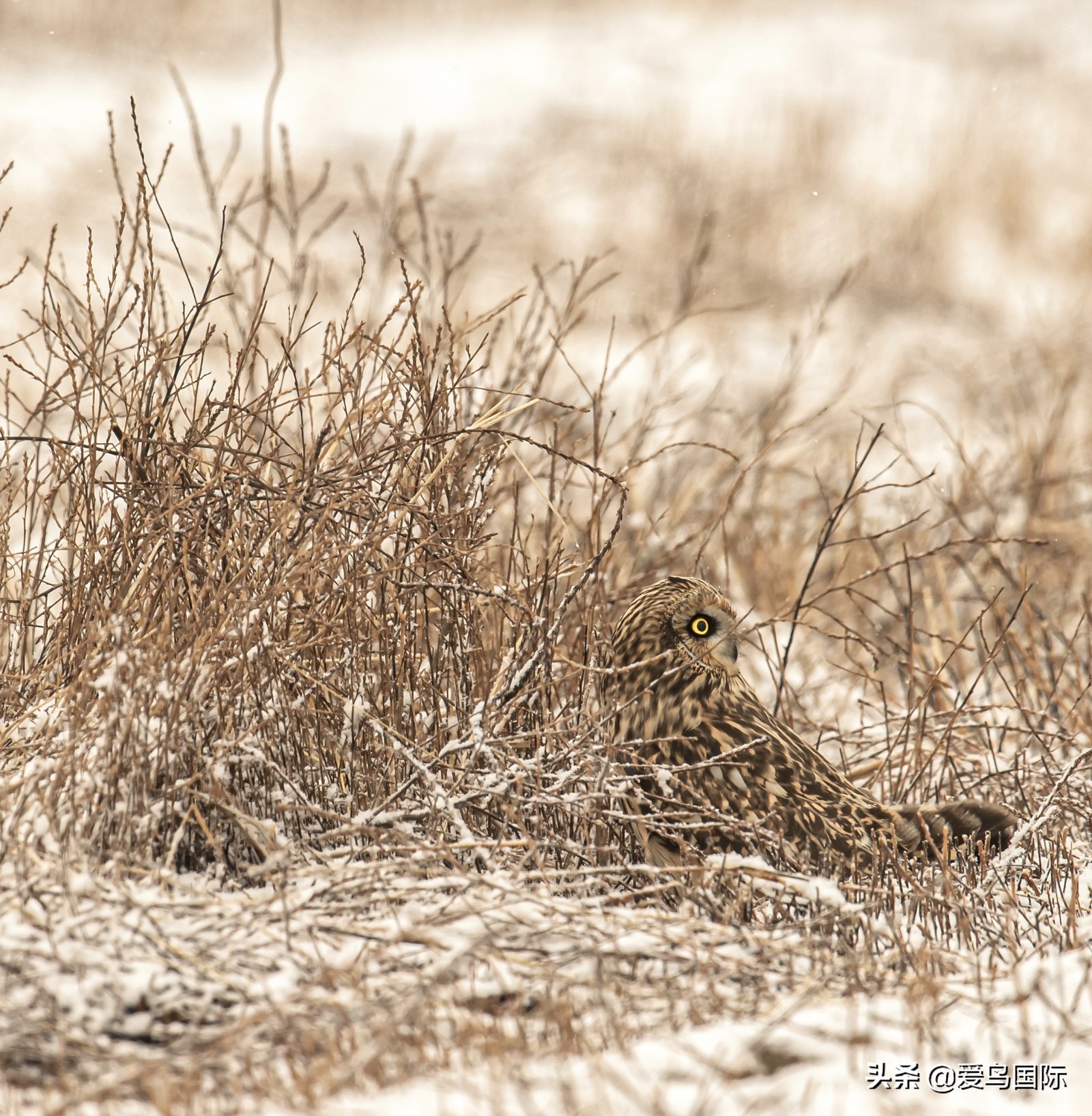 鸟类欣赏,鸟类观鸟图片