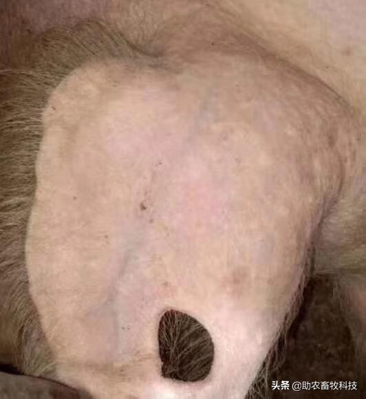 猪场发现疑似感染非洲猪瘟后如何快速控制下来