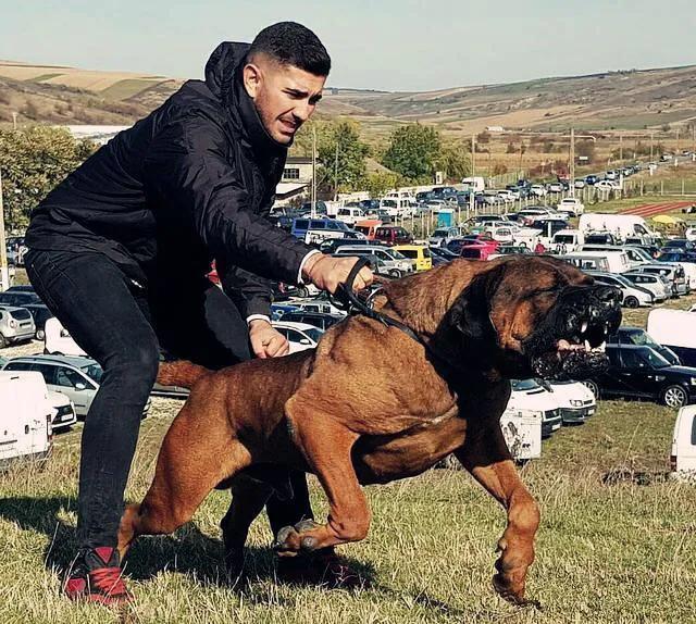 世界各国大型猛犬排名,世界各国猛犬排名