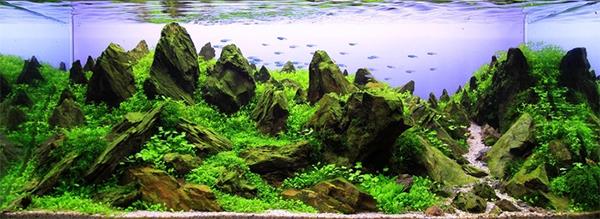 水草缸节省泥土的方法,水草缸如何节省水草泥造景