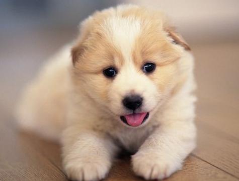 家里养的狗特别蠢怎么办,小土狗一直咬主人的手怎么解决