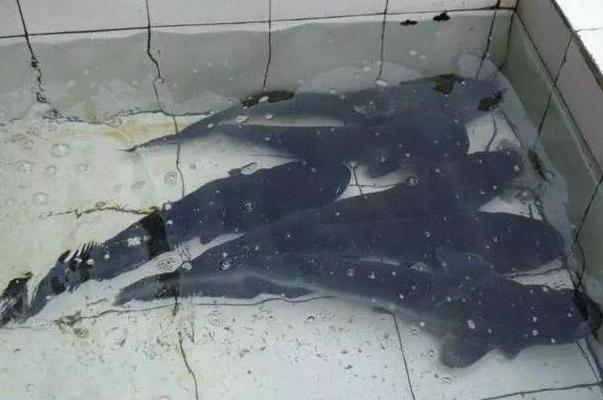 农村集市上买便宜的活鱼吃,贪便宜吃鱼