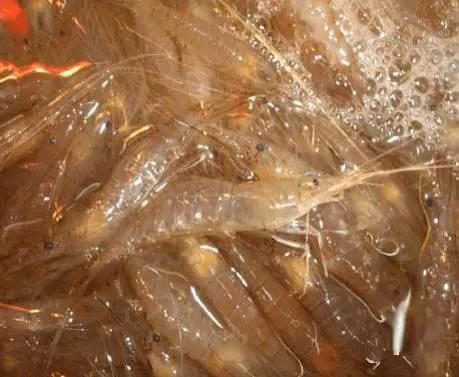 开海什么海鲜最好,开海季肥美海鲜