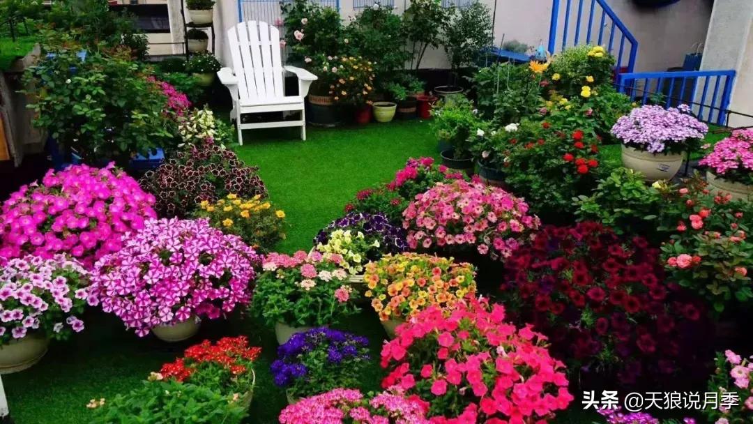 露台打造花海,她用10年改造庭院