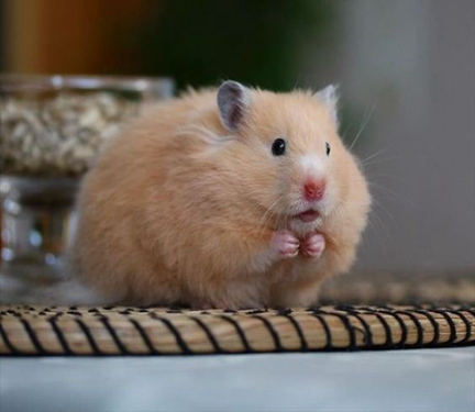 仓鼠贪吃是本性,除此之外吞噬能力与颜值远超噬元兽