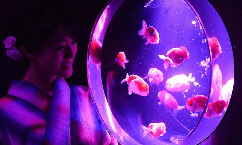 日本网红打卡艺术展,日本十大网红展